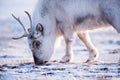 Closeup Landscape with wild reindeer. Winter Svalbard. with massive antlers in snow, Norway. Wildlife scene nature Spitsberg