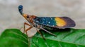 Closeup of lantern bug Pyrops sp Royalty Free Stock Photo