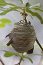 Closeup of large active yellowjacket wasp nest Royalty Free Stock Photo