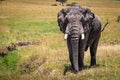 Closeup Large African Elephant With Copy Space Royalty Free Stock Photo