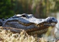 A closeup of a large alligator on a bank in the Everglades.