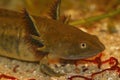 Closeup on a large aquatic larvae of the Barred tiger salamander, Ambystoma mavortium Royalty Free Stock Photo