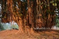 Closeup of large banyan tree with roots