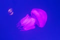 Closeup of a large beautiful marine jellyfish Royalty Free Stock Photo