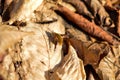 Closeup of a large bee-fly perched on a dry leaf Royalty Free Stock Photo