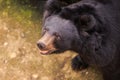 Closeup Black Bear Head Looks at Visitors in Zoo Royalty Free Stock Photo