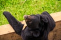 Closeup Black Bear Looks into Camera at Barrier in Zoo Royalty Free Stock Photo