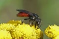 Closeup on the large, brilliant red cleptoparasite blood bee, Sphecodes albilabris sitting on yellow Tansy flower Royalty Free Stock Photo