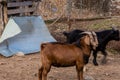 Closeup of large brown goat Royalty Free Stock Photo