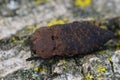 Closeup on a large brown colored jewel beetle, Capnodis tenebricosa sitting on wood