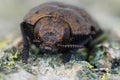 Closeup on a large brown colored jewel beetle, Capnodis tenebricosa sitting on wood Royalty Free Stock Photo