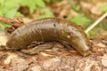 Closeup on a large brown Pacific banana slug, Ariolimax columbianus Royalty Free Stock Photo