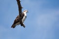 Closeup of large brown and white predator bird perched on tree branch Royalty Free Stock Photo