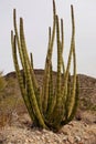 Closeup on a large cactus in the desert in Arizona
