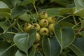 Closeup of large cluster of small green pears that need thinning