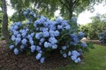 Closeup on a large colorful blue French, hortensia,Hydrangea macrophylla, shrub in the park Royalty Free Stock Photo