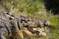 Closeup of a large crocodile.