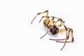 Closeup of large dead spider on isolated white background, concept of arachnophobia, arachnid killed after using poison or