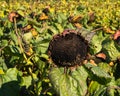 Closeup of a large dead sunflower with a field of dead sunflowers in the background. Royalty Free Stock Photo