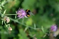 Closeup of a large earth bumblebee (Bombus terrestris) on a light purple meadow thistle flower