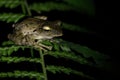 Large eyed frog sitting on a branch at night in Tangkoko National Park, Sulawesi, Indonesia Royalty Free Stock Photo