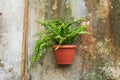 Closeup a large Fern, Nephrolepis, hang on in the garden Royalty Free Stock Photo