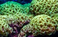 Closeup of large flower corals, stony coral specie from the caribbean sea, marine life background