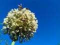 Closeup of large flower head of the onion on blue sky background. Bees pollinate onion flower. Copy space Royalty Free Stock Photo