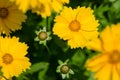 Closeup of large-flowered tickseed (Coreopsis grandiflora)