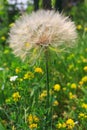 Closeup of a large fluffy flower against the background of green grass and small yellow flowers. Big dandelion. Royalty Free Stock Photo