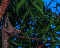 Closeup of a Large flying fox on a tree in a forest under a blue sky in the evening Royalty Free Stock Photo