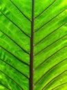 Closeup large green leaf branch with texture Royalty Free Stock Photo