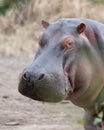 Closeup of large hippo head with mouth closed standing on land