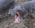 Closeup of large hippo head with mouth wide open showing teeth, standing on land