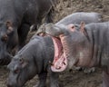 Closeup of large hippo head with mouth wide open showing teeth, standing on land
