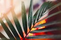 Closeup of large home green plant howea branch leaf with water drops. House interior decoration with houseplant hovea. Soft