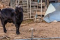 Large horned black Bengal goat Royalty Free Stock Photo