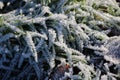 Closeup of large ice crystals on evergreen tree branches - beautiful wallpaper Royalty Free Stock Photo