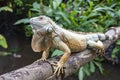 Closeup of a large iguana sitting on a bridge railing Royalty Free Stock Photo