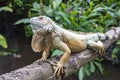 Closeup of a large iguana sitting on a bridge railing