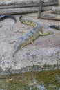 Indian Gharial Crocodile Closeup Royalty Free Stock Photo