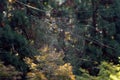 Closeup of large Joro spider web in a Georgia forest Royalty Free Stock Photo