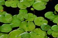 Closeup of Large Lily Pads on a Dark Background