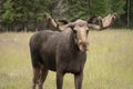 Closeup of a large male moose with large antlers Royalty Free Stock Photo