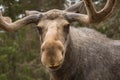 Closeup of a large male moose looking into the camera