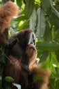 Critically endangered maleSumatran orangutan Pongo abelii in a tree in Gunung Leuser National Park in northern Sumatra, Indonesia. Royalty Free Stock Photo