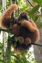 Critically endangered maleSumatran orangutan Pongo abelii in a tree in Gunung Leuser National Park in northern Sumatra, Indonesia. Royalty Free Stock Photo