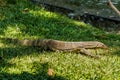 A Monitor Lizard lurking at Bangkok city park, Thailand Royalty Free Stock Photo