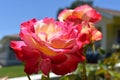 Closeup of large multi-colored roses