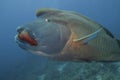 Closeup of large napoleon wrasse eating moray eel